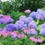 紫陽花　梅雨の風景