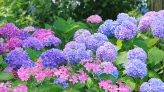 紫陽花　梅雨の風景